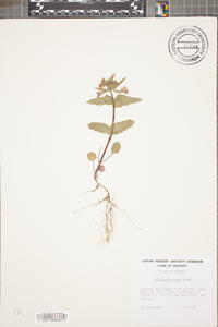 Collinsia verna image