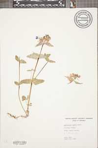 Collinsia verna image