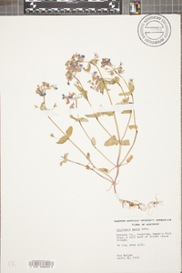 Collinsia verna image