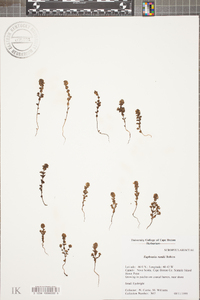 Euphrasia randii image