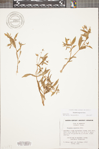 Gratiola neglecta image