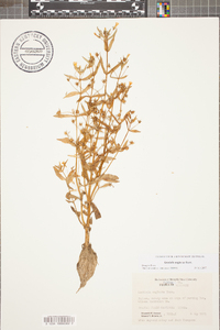 Gratiola neglecta image