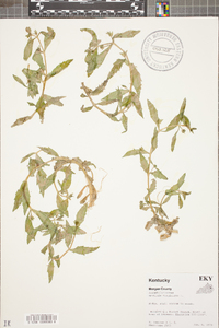 Gratiola virginiana image