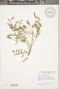 Gratiola virginiana image