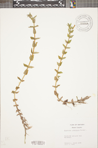 Gratiola viscidula image