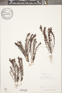 Gratiola subulata image