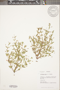 Lindernia dubia var. anagallidea image