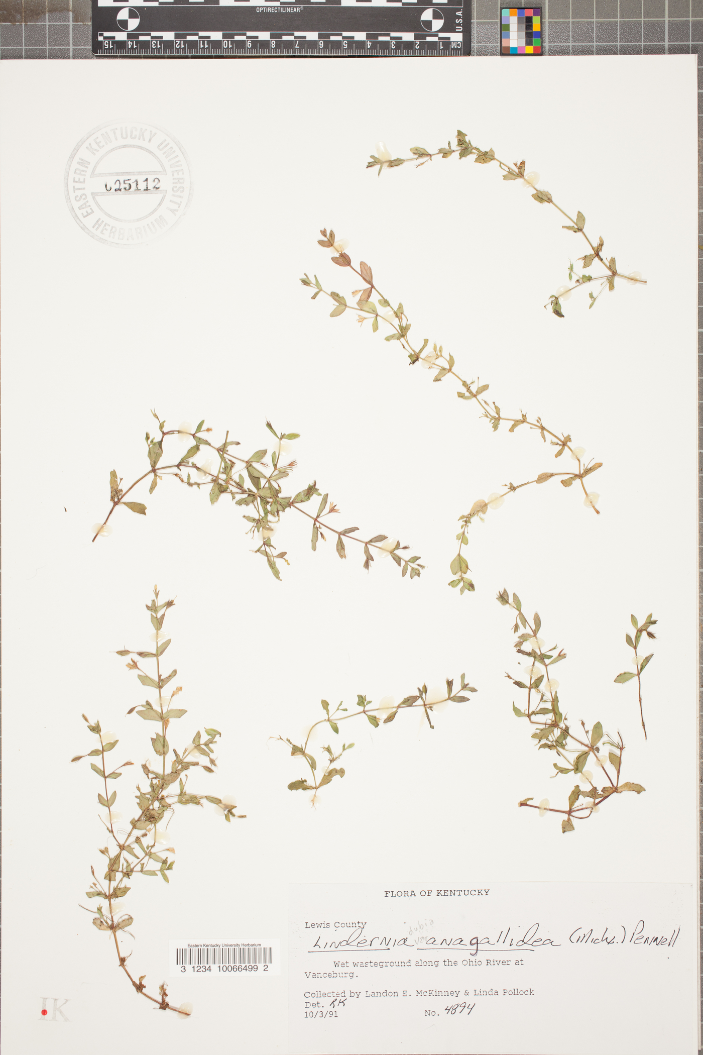 Linaria angustissima image