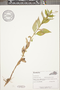 Mimulus alatus image