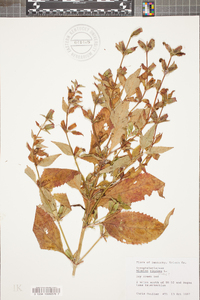 Mimulus alatus image