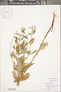 Mimulus alatus image