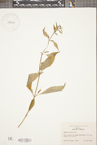 Mimulus alatus image