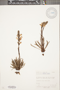 Pedicularis parryi image