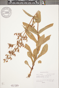 Penstemon canescens image