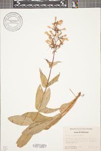 Penstemon canescens image