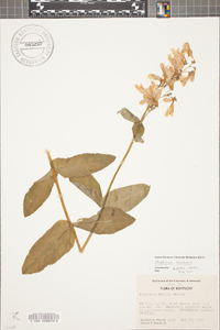 Penstemon canescens image