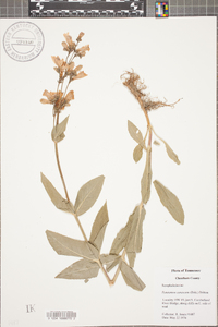 Penstemon canescens image