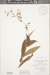 Penstemon hirsutus image