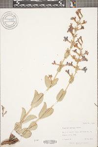 Penstemon carnosus image