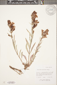 Penstemon speciosus image