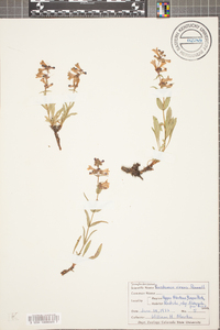 Penstemon virens image