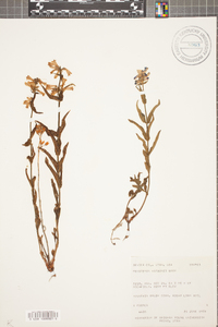 Penstemon watsonii image