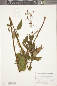 Scrophularia lanceolata image