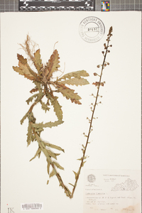 Verbascum blattaria image