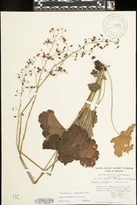 Heuchera americana var. americana image