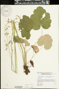 Heuchera americana image