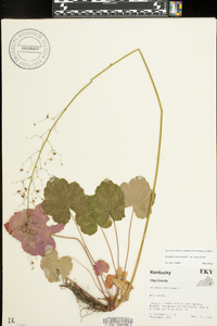 Heuchera americana image