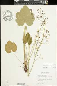 Heuchera americana var. americana image