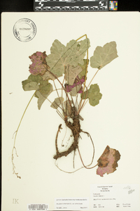 Heuchera americana var. americana image