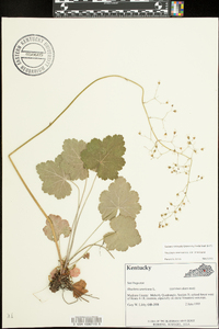 Heuchera americana var. americana image