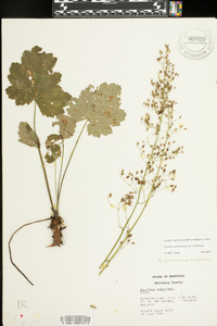 Heuchera americana image