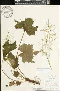 Heuchera villosa image