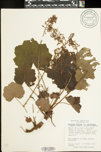 Heuchera villosa image