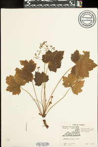 Heuchera villosa image