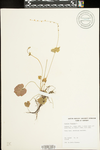 Mitella diphylla image