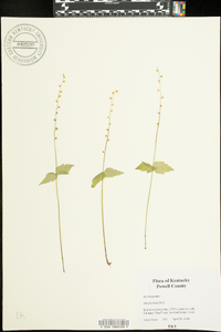 Mitella diphylla image