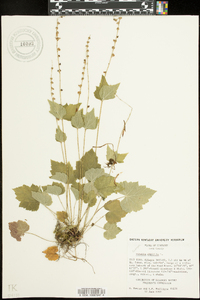 Mitella diphylla image