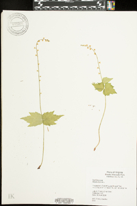 Mitella diphylla image