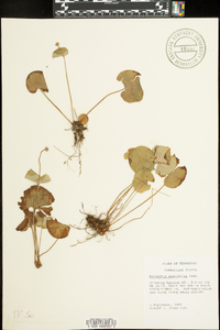 Parnassia asarifolia image