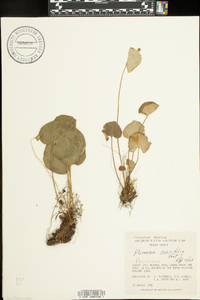 Parnassia asarifolia image