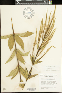 Veronicastrum virginicum image