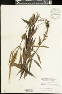 Veronicastrum virginicum image