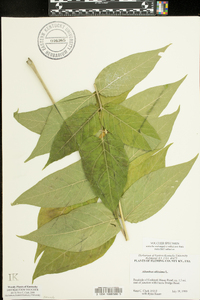 Ailanthus altissima image