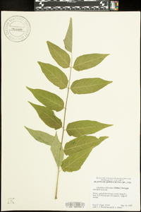 Ailanthus altissima image