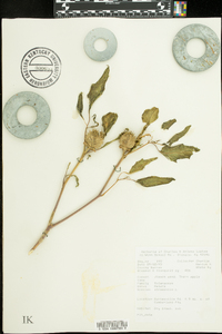 Datura stramonium image