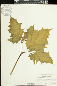 Datura stramonium image